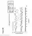 Fig. 43 - SCREENING METHODS FOR HEAT-SHOCK RESPONSE MODULATORS