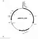 Fig. 01 - Preparation of an esterase