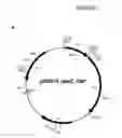 Fig. 04 - Preparation of an esterase