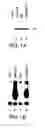 Fig. 02 - NUCLEOTIDE SEQUENCE ENCODING A MODULATOR OF NF-KB