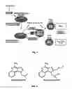 Fig. 05 - METHODS OF STIMULATING IMMUNE RESPONSE IN VIRALLY INFECTED INDIVIDUALS