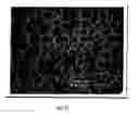 Fig. 13 - High performance reticulated elastomeric matrix preparation, properties, reinforcement, and use in surgical devices, tissue augmentation and/or tissue repair