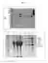 Fig. 08 - Methods and compositions comprising heat shock proteins