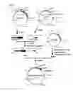 Fig. 08 - Transfection vector