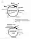 Fig. 11 - Transfection vector