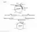 Fig. 13 - Transfection vector