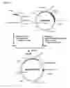 Fig. 17 - Transfection vector