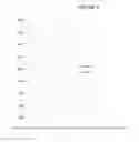 Fig. 06 - System and Method for Measuring and Reporting the Relative Functions of Dental Anatomical Structures