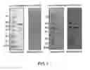Fig. 02 - Avian Influenza Virus Antigen, and Booster Immunization Method for Avian Influenza Vaccine in Combination with Mucosal Adjuvant Which is Effective Through Oral Administration