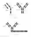 Fig. 06 - VECTOR FOR USE IN MEDICINE