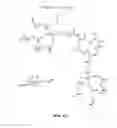 Fig. 04 - Multi-arm polymeric alkanoate conjugates
