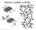 Fig. 01 - NON-IONIC SELF-ASSEMBLING PEPTIDES AND USES THEREOF