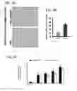 Fig. 10 - METHODS AND COMPOSITIONS FOR THE TREATMENT OF LUNG DISEASES AND DISORDERS
