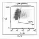 Fig. 16 - Method of treating heart tissue using induced pluripotent stem cells