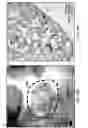 Fig. 22 - Method of treating heart tissue using induced pluripotent stem cells