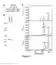 Fig. 02 - Drug delivery to human tissues by single chain variable region antibody fragments cloned by phage display