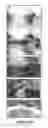 Fig. 22 - Drug delivery to human tissues by single chain variable region antibody fragments cloned by phage display