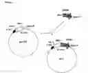 Fig. 02 - Chimeric proteins that induce effects directed against viruses