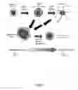 Fig. 08 - COMPOSITIONS OF MODULATORS OF THE WNT/B-CATENIN PATHWAY AND AN N-CINNAMYL-N'BENZHYDRYL PIPERAZINE AND THEIR USE IN TREATING NEOPLASTIC CONDITIONS INCLUDING MALIGNANT MELANOMA