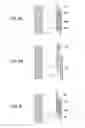 Fig. 05 - Dip-coating process and method for making electrophotographic photosensitive member