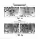 Fig. 16 - Genetically modified mice and engraftment