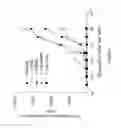 Fig. 03 - Kits for detecting rank
