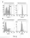 Fig. 04 - METHOD FOR OBTAINING PURKINJE PROGENITOR CELL BY USING NEPH3(65B13) AND E-CADHERIN
