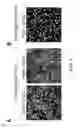 Fig. 05 - METHOD FOR OBTAINING PURKINJE PROGENITOR CELL BY USING NEPH3(65B13) AND E-CADHERIN