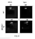 Fig. 07 - METHOD FOR OBTAINING PURKINJE PROGENITOR CELL BY USING NEPH3(65B13) AND E-CADHERIN
