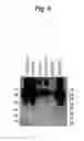 Fig. 10 - Antibody binding to envelope protein 2 of hepatitis C virus and method for identifying genotype of hepatitis C virus using the same