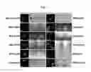 Fig. 03 - METHOD FOR DETECTING MODULATOR FOR REGULATING ACTIVITY OF CELLULAR COMPONENT IN CELL