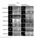 Fig. 04 - METHOD FOR DETECTING MODULATOR FOR REGULATING ACTIVITY OF CELLULAR COMPONENT IN CELL