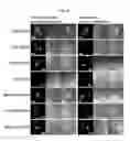 Fig. 05 - METHOD FOR DETECTING MODULATOR FOR REGULATING ACTIVITY OF CELLULAR COMPONENT IN CELL
