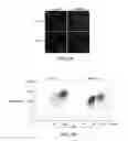 Fig. 08 - Methods and compositions for detecting receptor-ligand interactions in single cells