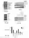 Fig. 15 - Methods and compositions for detecting receptor-ligand interactions in single cells