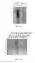 Fig. 04 - MANNOSE 6-PHOSPHATE-BINDING ANTIBODIES AND THEIR USES