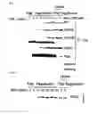 Fig. 02 - SCREENING METHOD OF THERAPEUTIC AND DIAGNOSTIC AGENTS FOR TNF-ALPHA-INDUCED DISEASES USING REACTIVE OXYGEN SPECIES MODULATOR 1