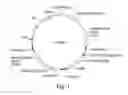 Fig. 02 - Recombinant expression vector elements (REVES) for enhancing expression of recombinant proteins in host cells