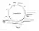 Fig. 03 - Recombinant expression vector elements (REVES) for enhancing expression of recombinant proteins in host cells