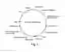 Fig. 06 - Recombinant expression vector elements (REVES) for enhancing expression of recombinant proteins in host cells