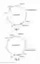 Fig. 08 - Recombinant expression vector elements (REVES) for enhancing expression of recombinant proteins in host cells