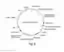 Fig. 09 - Recombinant expression vector elements (REVES) for enhancing expression of recombinant proteins in host cells