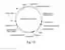 Fig. 10 - Recombinant expression vector elements (REVES) for enhancing expression of recombinant proteins in host cells