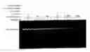 Fig. 01 - Repair of Nucleic Acids for Improved Amplification