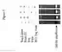 Fig. 08 - Repair of Nucleic Acids for Improved Amplification