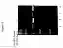 Fig. 10 - Repair of Nucleic Acids for Improved Amplification