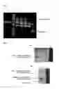 Fig. 02 - METHOD FOR PRODUCING RECOMBINANT VIRUS
