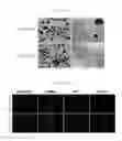 Fig. 06 - EFFICIENT METHOD FOR ESTABLISHING INDUCED PLURIPOTENT STEM CELLS