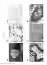 Fig. 07 - EFFICIENT METHOD FOR ESTABLISHING INDUCED PLURIPOTENT STEM CELLS