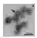 Fig. 01 - Vault complexes for facilitating biomolecule delivery